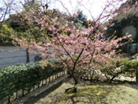 鎌倉文学館の庭園には早咲きの桜が
